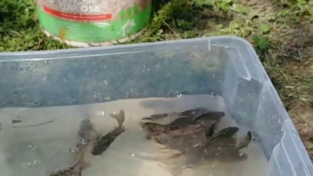 Пруд на даче. Зарыбление своего пруда на даче. Выращивание рыбы в своем пруду на даче.