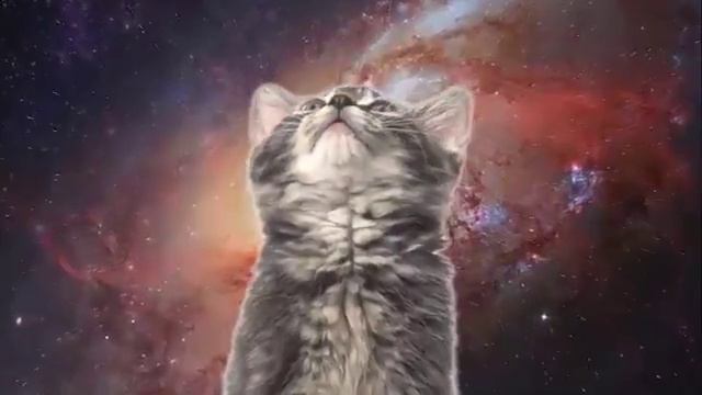 Космические котята поют