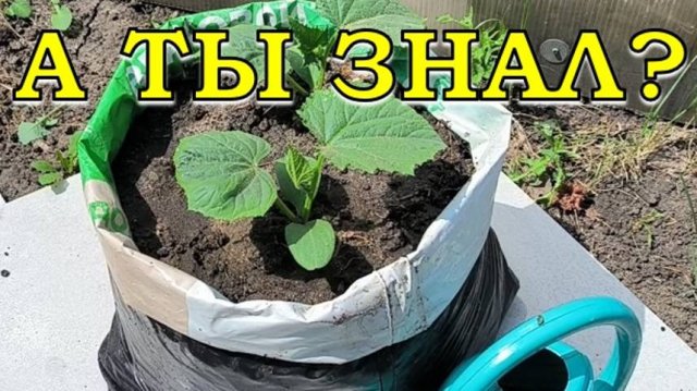 ОГУРЦЫ в МЕШКАХ: супер результат👍