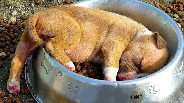 Подборка смешных видео и приколов 142? Лучшие ПРИКОЛЫ 2023