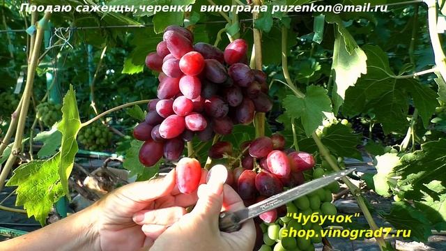 Виноград БЕШЕВСКИЙ -  очень ранний срок созревания, виноградник Пузенко Натальи Лариасовны