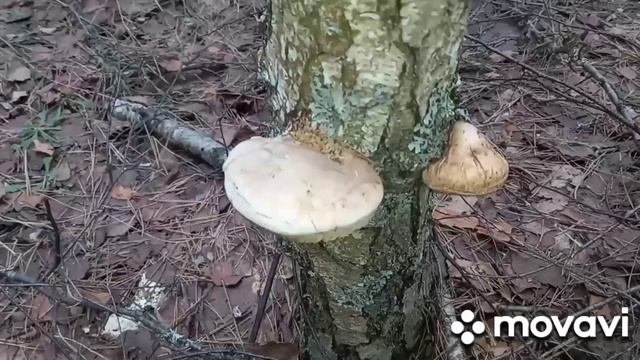 Дневник Ягодного Гриболова - 13.04.21 г. По пути из Калуги в Курск провели грибную разведку.