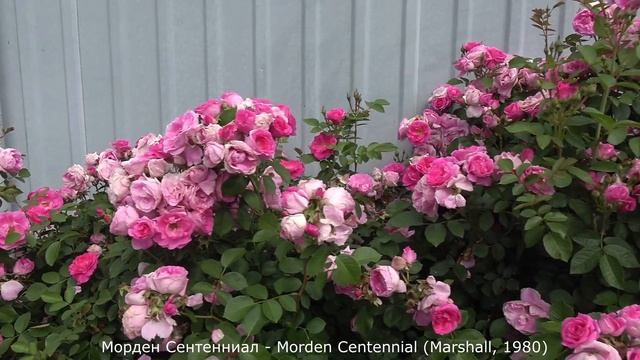 Обзор розы Модерн Сентенниал (Канадская) - Morden Centennial (Marshall, 1980)