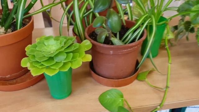 Неубиваемые цветы для дома и офиса, офисные растения