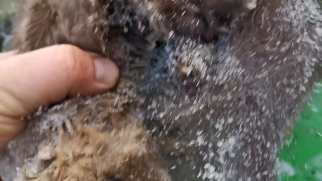 Промысел соболя в тайге Сибири. Будни охотника. сезон 2023