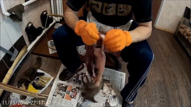 Снятие шкурки куницы.Часть 2. лапы и хвосты))