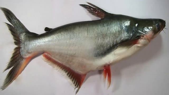 НЕ ЕШЬТЕ ПАНГАСИУС! ЭТА РЫБА ОПАСНА ДЛЯ ЗДОРОВЬЯ!