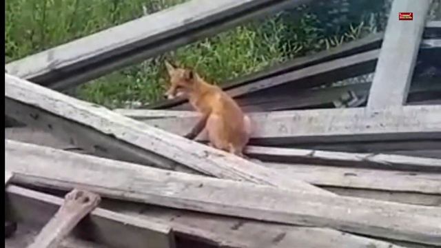 Самарская область ! В жилых массивах размножаются лисы и воруют птицу у населения!