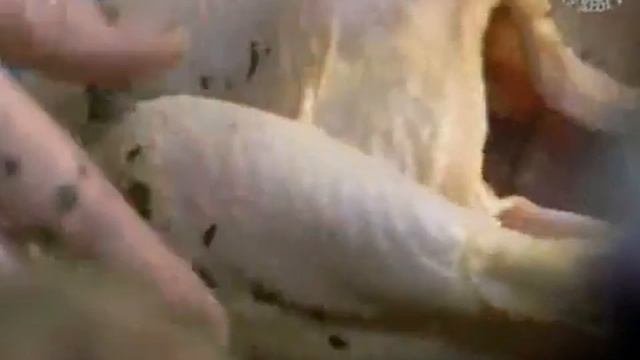 Жить вкусно с Джейми Оливером - Ужин для поставщиков