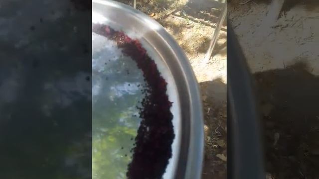 как собрать семена амаранта    2 способа