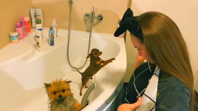 КТО В ДОМЕ ХОЗЯИН? ЛЕДИ ДИАНА VS ЛЕДИ ДАНА