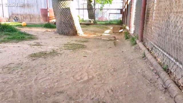 Удивительные случаи с ТИГРАМИ, снятые на камеру