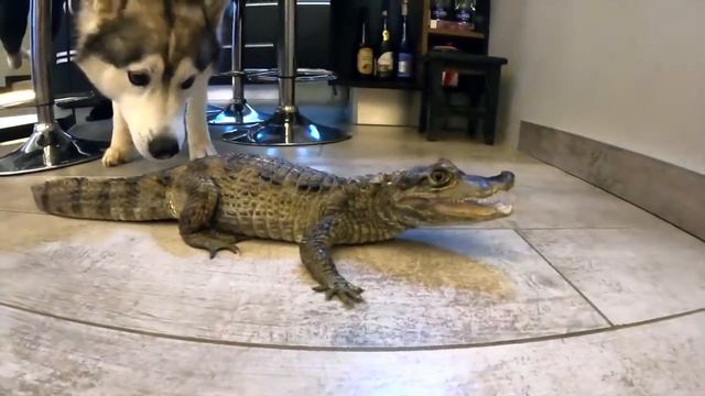 ХАСКИ НАПАЛ НА ЁЖИКА / День Рождения Рокки !