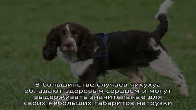 Самые здоровые породы собак