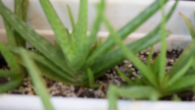 Спасти алоэ вера. Главная ошибка в уходе за алоэ. Юные садоводы