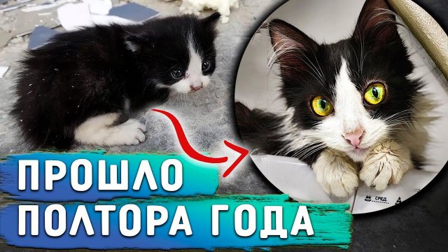 Тяжелое детство Тишки из замурованной стены.Он не вырос, никто не определил его диагноз.Пристройство