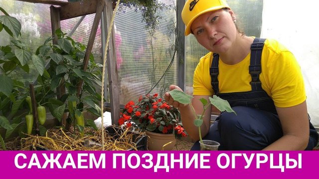 Секреты позднего посева огурцов