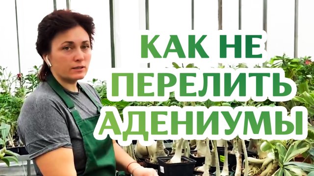 Как Поливать Адениум? Легко!