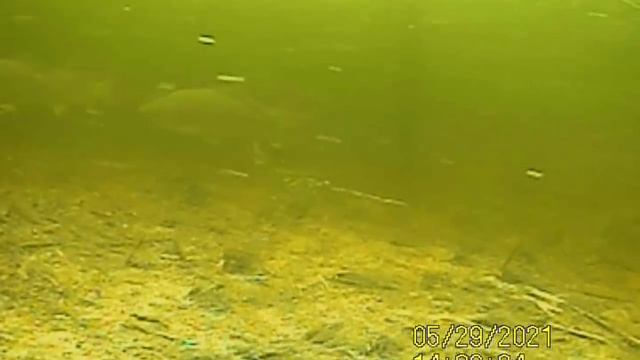 Рыбалка на паук с подводной камерой! Подводные съемки рыбалки. Сазан рыбалка. Рыбалка на сазана 202