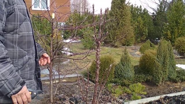 Обрезка колоновидной яблони