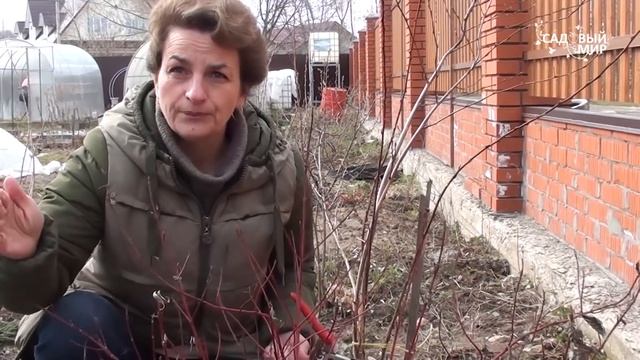 Обрезка кустарников Обрезаем дёрен