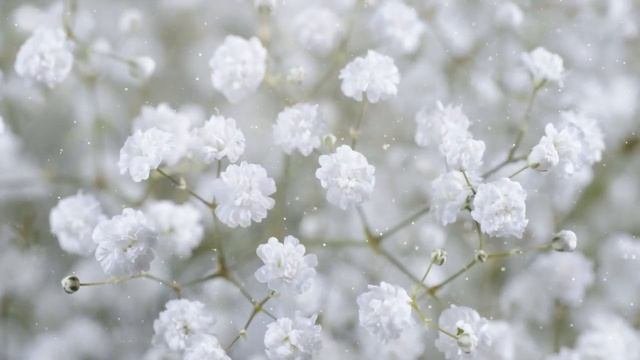 Как Выращивать  Гипсофилу Дома