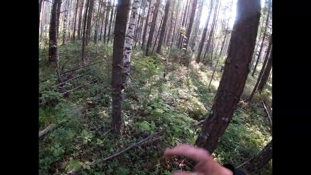 Как и найти и где собрать берёзовую чагу в лесу.