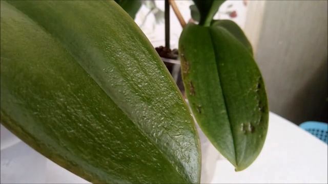 Отеки на листьях орхидей)) Причины появления)) Методы решения проблем)))