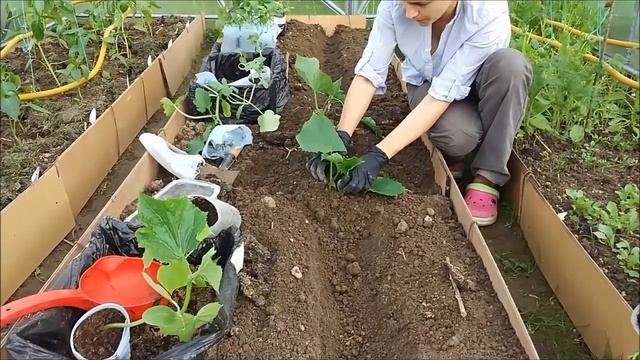 Посадка огурцов в теплицу. Посадка огурцов семенами. Посадка рассады огурцов.