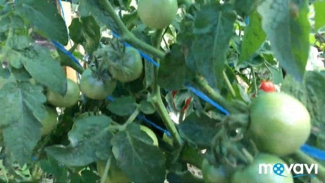 Polish dwarf (Польский карлик), сорт томата открытого грунта