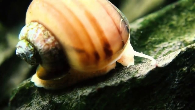 Самые красивые и полезные аквариумные улитки