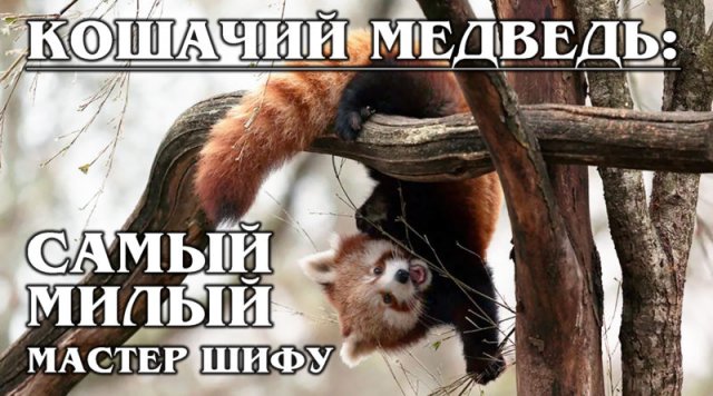 КРАСНАЯ ПАНДА: Кошачий медведь и королева милоты| Интересные факты про панд, медведей и животных