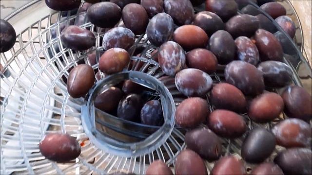 Чернослив лучше готовить в сушилке или в духовке? Мой опыт приготовления вкусных сухофруктов