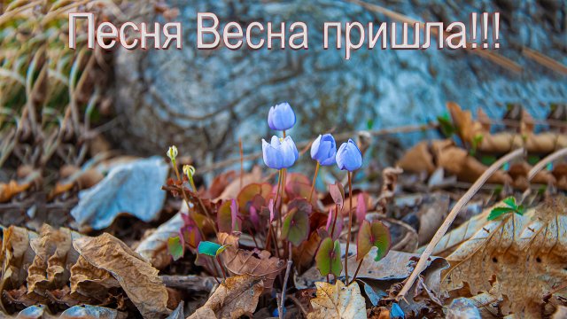 Песня, Весна пришла песня.