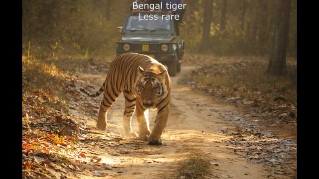 Bengal Tiger & Sumatran Tiger - The Differences