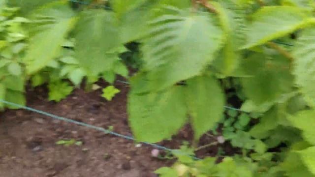 ОБРЕЗКА ЕЖЕВИКИ на урожай. КАК и КОГДА обрезают ежевику.