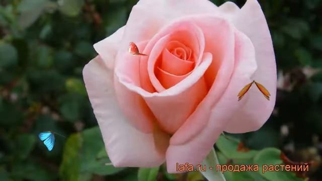 Роза чайно-гибридная Фламинго (rose flamingo flamingo) ? обзор: как сажать, саженцы розы Фламинго