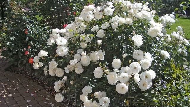 Роза Шнеевитхен (Schneewittchen) — описание культуры
