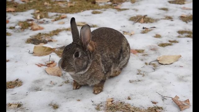 Звук зайца/Какой звук издаёт заяц / Голос зайца / Cry hare, hare sound