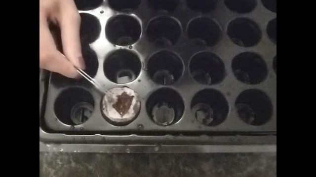 Как сажать семена для гидропоники