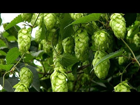 Шишки хмеля - здоровый сон и  красота!!! T2_b9QXjOOc