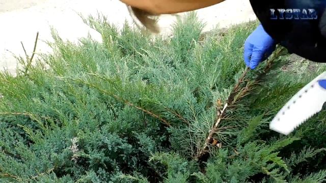 Как размножить можжевельник Как посадить можжевельник часть 1 можжевельник размножение