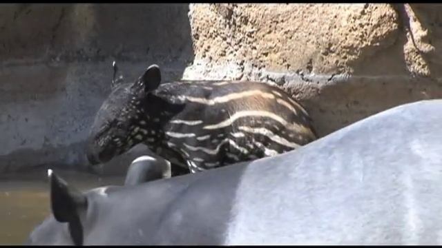 Denver Zoo Malayan tapir Baku explores yard