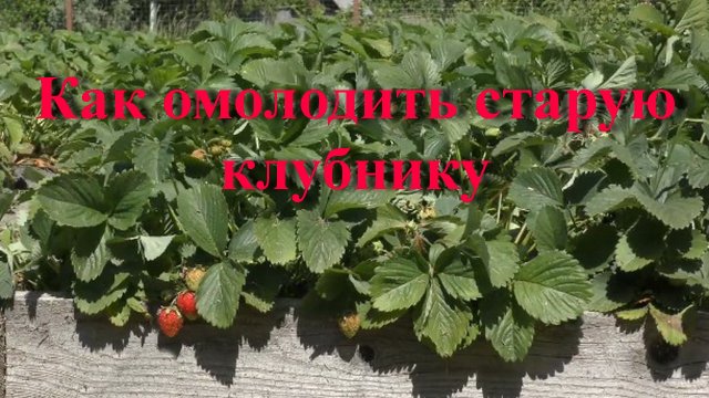 Как омолодить старую клубнику