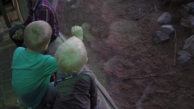 Голодный лев охотится на детей. Между нами только стекло. Зоопарк Аль-Айн