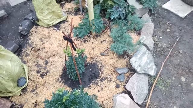 УКРЫВАЕМ ЗИМНИКИ ТУЯ САМШИТ НА ЗИМУ САМЫЙ ДЕШЕВЫЙ СПОСОБ DIY СВОИМИ РУКАМИ