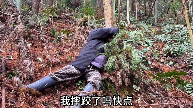 媳妇笑我不会挖笋，今天挖一个证明给她看，结果还费了一只鸭。