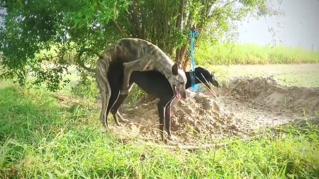 Skinny dog mating