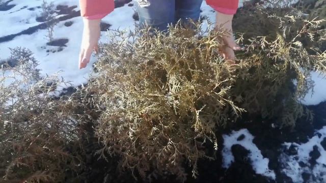 Как УКРЫВАТЬ ТУИ на зиму советы от Евгении: укрытие туй когда как и чем