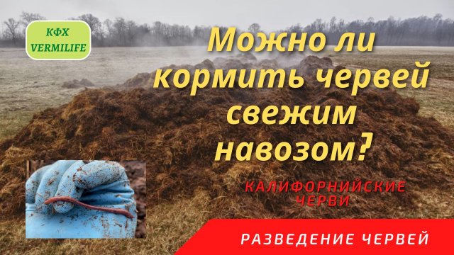 Можно ли кормить червей свежим навозом или надо навоз готовить перед скармливанием червю.